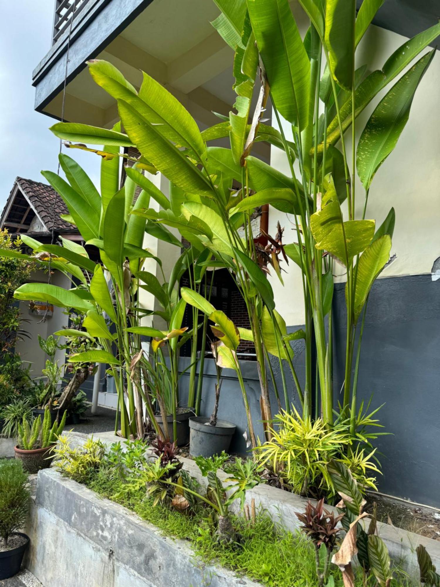 Rama Homestay Ubud Exterior foto